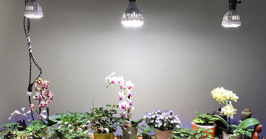 Choose SANSI Grow Lights for Indoor Plants
